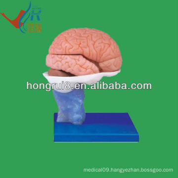 Life size PVC material human brain anatomical model